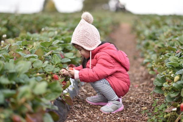 Strawberry Picking