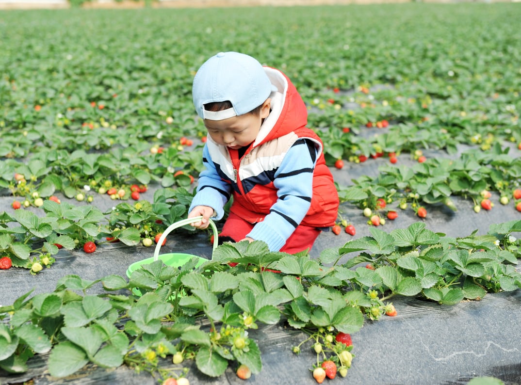 Strawberry Picking