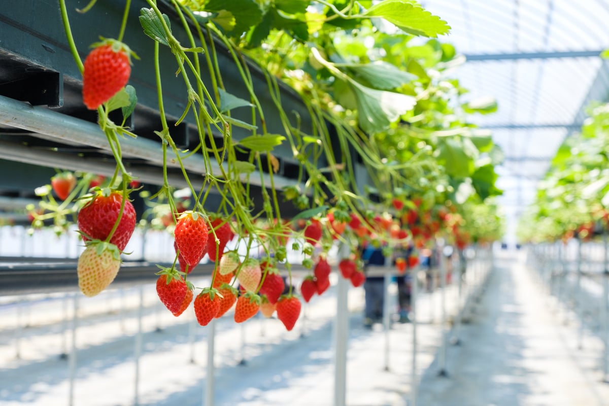 Plastic greenhouse-grown strawberries